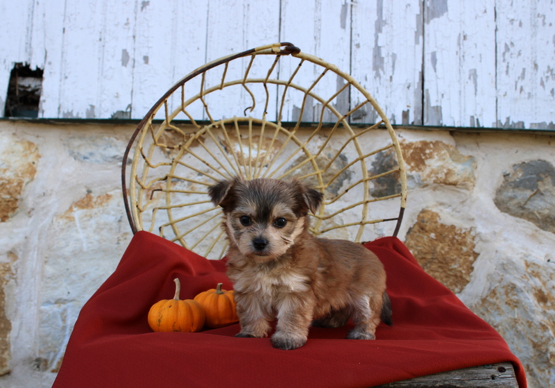 puppy, for, sale, Morkie, Matthew B. Stoltzfus, dog, breeder, Gap, PA, dog-breeder, puppy-for-sale, forsale, nearby, find, puppyfind, locator, puppylocator, aca